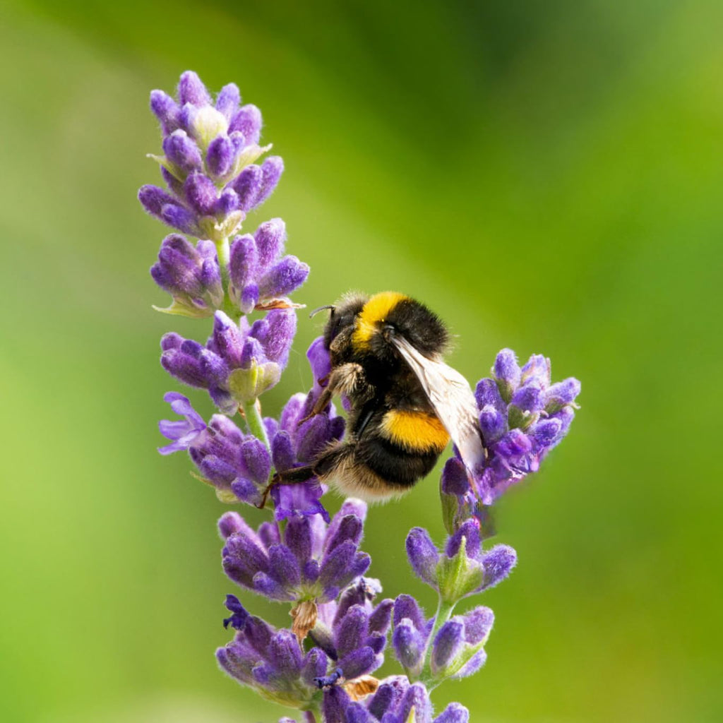 Lavender Aerated Lip Balm tin - Single WaxeleneBuy Supplements Australia