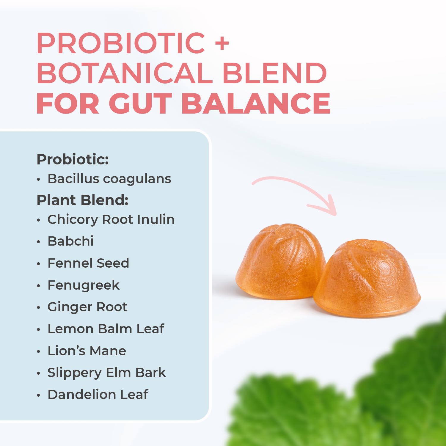 Nature’s NutriWave PrimeBiome Probiotic Gummies – Plant-Based Blend with Inulin, Lion’s Mane, Ginger & More– Non-GMO, No Stimulants, GMP Certified – 30 Gummies, 3 Month Supply Nature’s NutriWave buy supplements Au