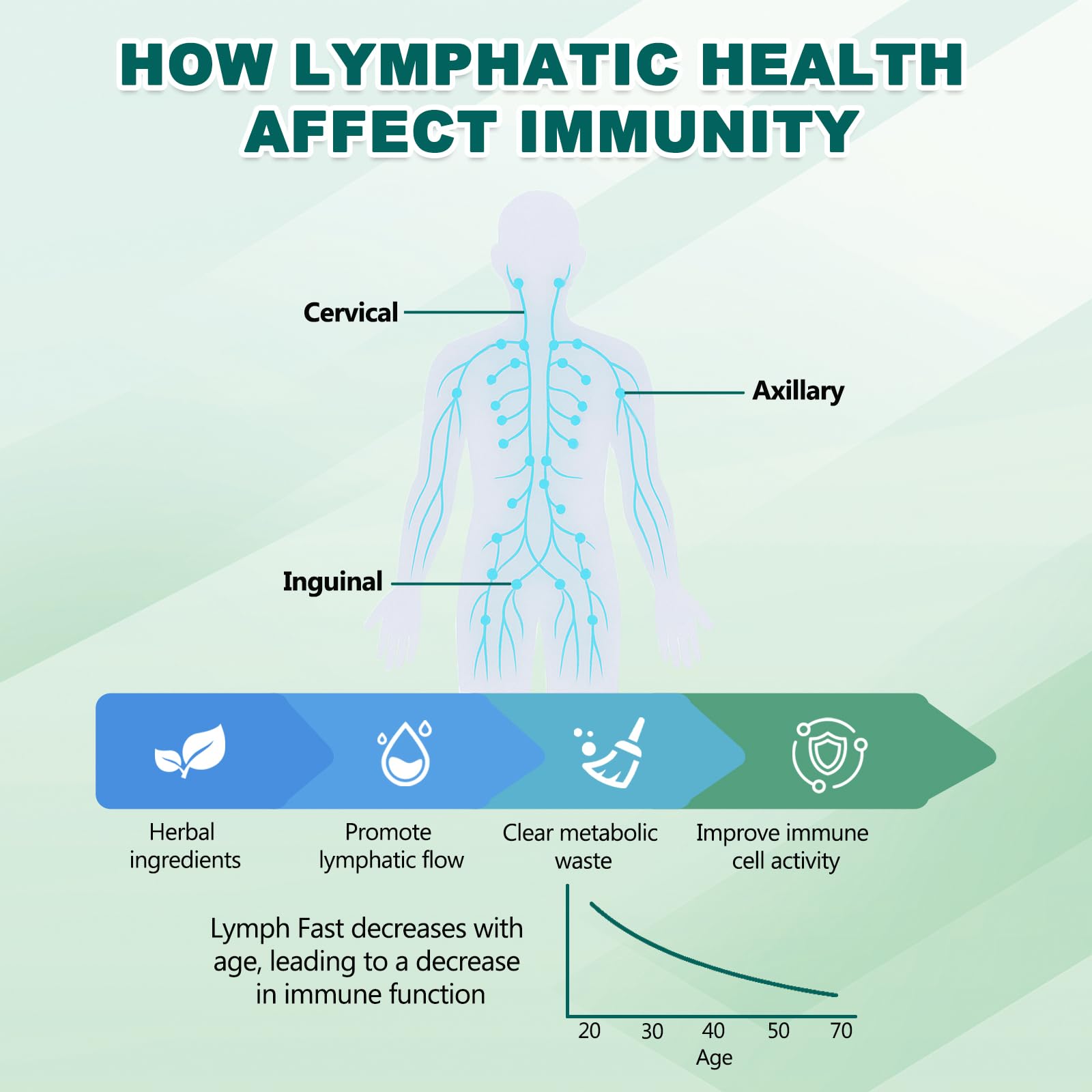 BINMLXG Liposomal Lymphatic Drainage Drops, 8-Herb Formula with Echinacea, Elderberry, Burdock Root Blend, for Lymphatic Drainage, Immune Support, Cleanse & Detox, 2 Fl Oz BINMLXG buy supplements Au