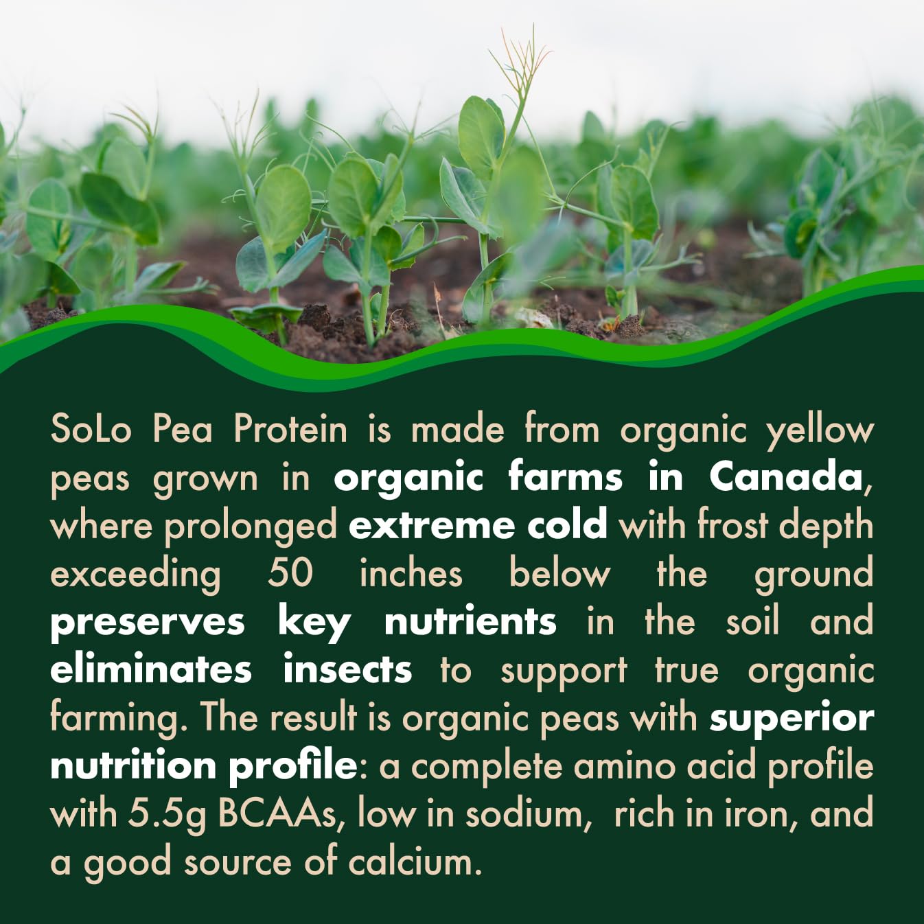 SOLO Organic Pea Protein Isolate, Low in Sodium, Canada Grown Peas, 100% Vegan, Non-GMO, Unflavored Plant Based Protein Powder with BCAA, Keto & Paleo Friendly,