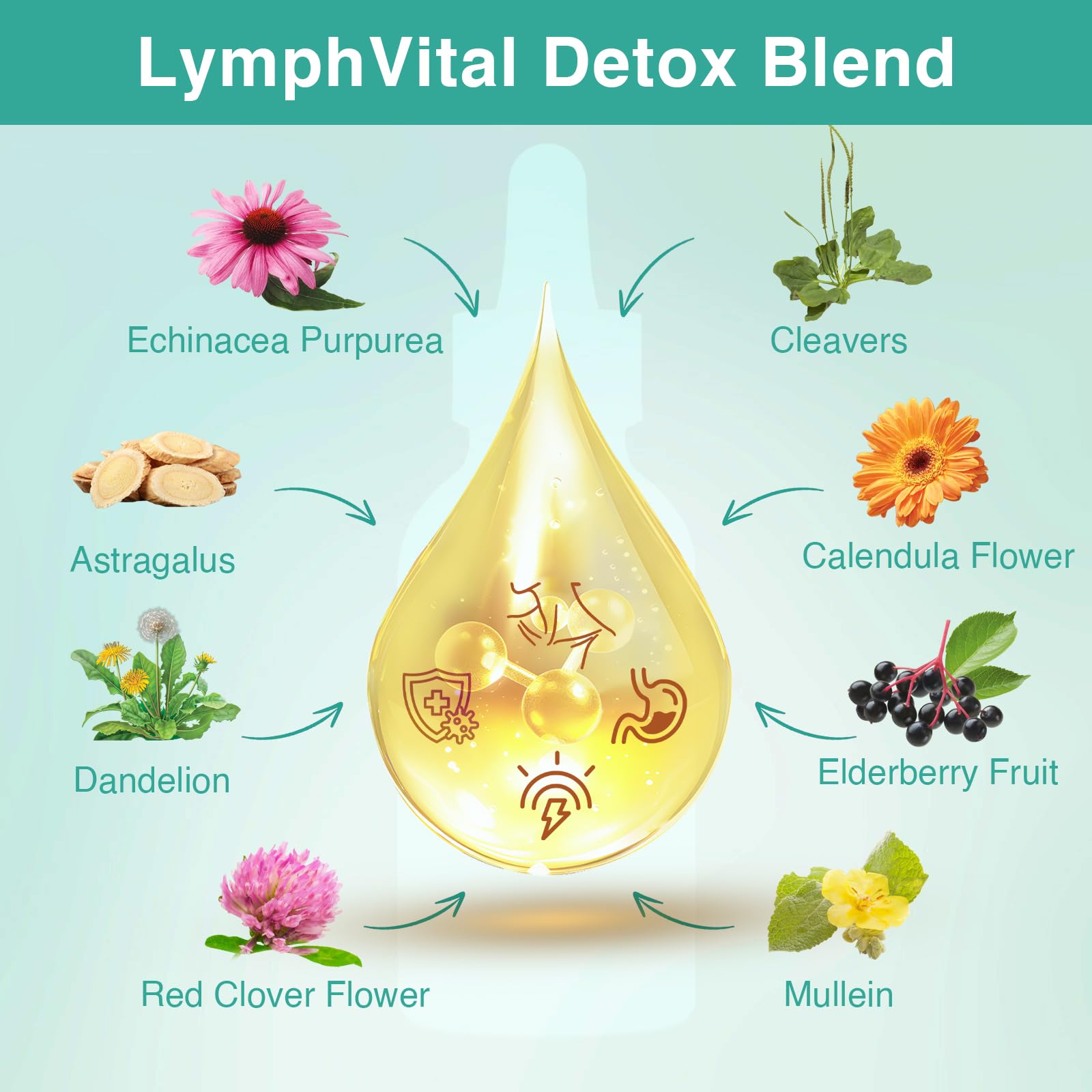 owegel Liposomal Lymphatic Drainage Drops 2000mg – Immune & Lymph System Support – Lymphatic Detox and Cleanse with Echinacea, Red Clover, Dandelion & Cleavers – Sugar-Free, Alcohol-Free – 2 FL OZ owegel buy supplements Au