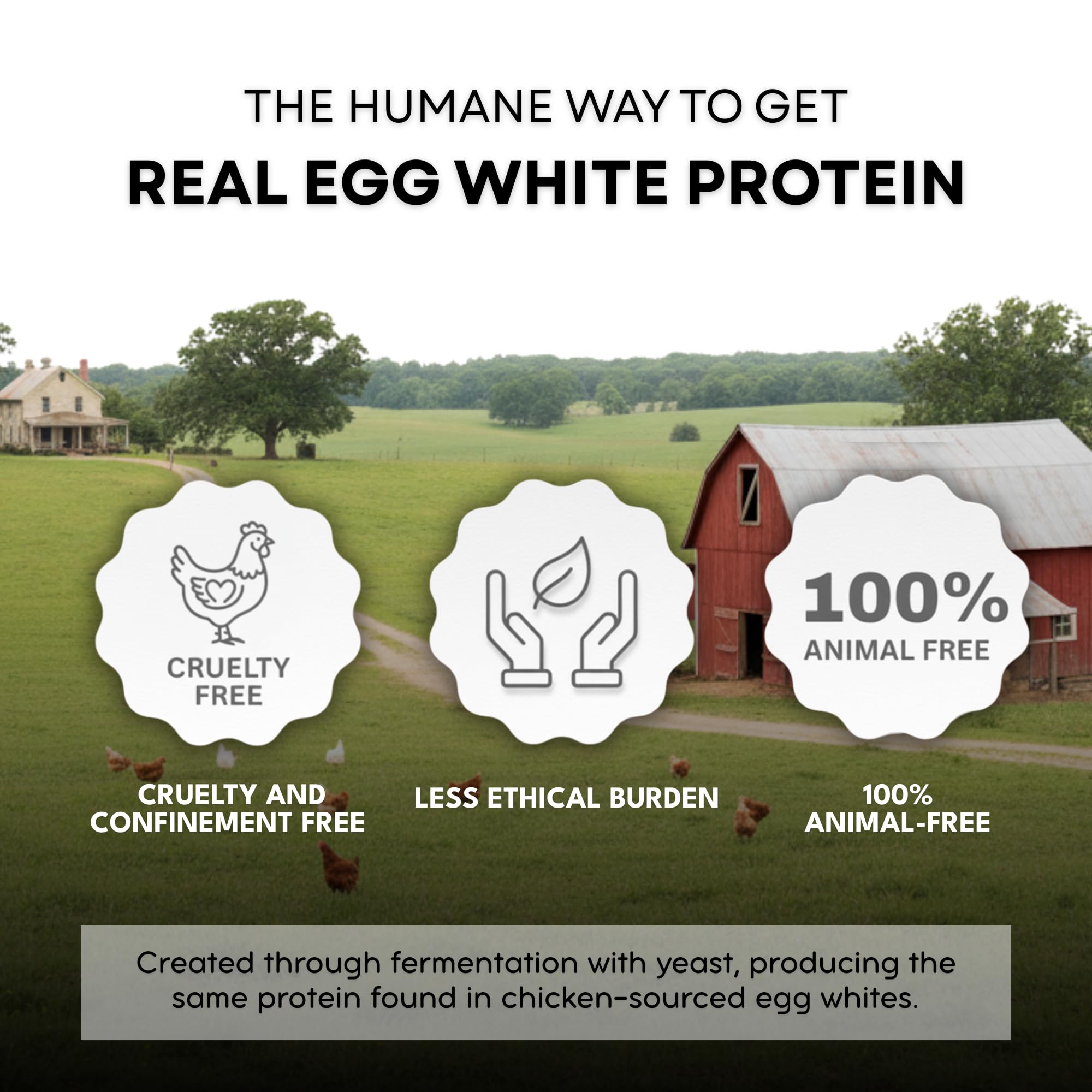 Healthier Comforts Animal-Free Egg White Protein Powder | Make Vegan Egg Omelets, Angel Food Cake, Meringue, Protein Shakes | Whips and Binds Just Like Traditional Egg Whites (8 oz)