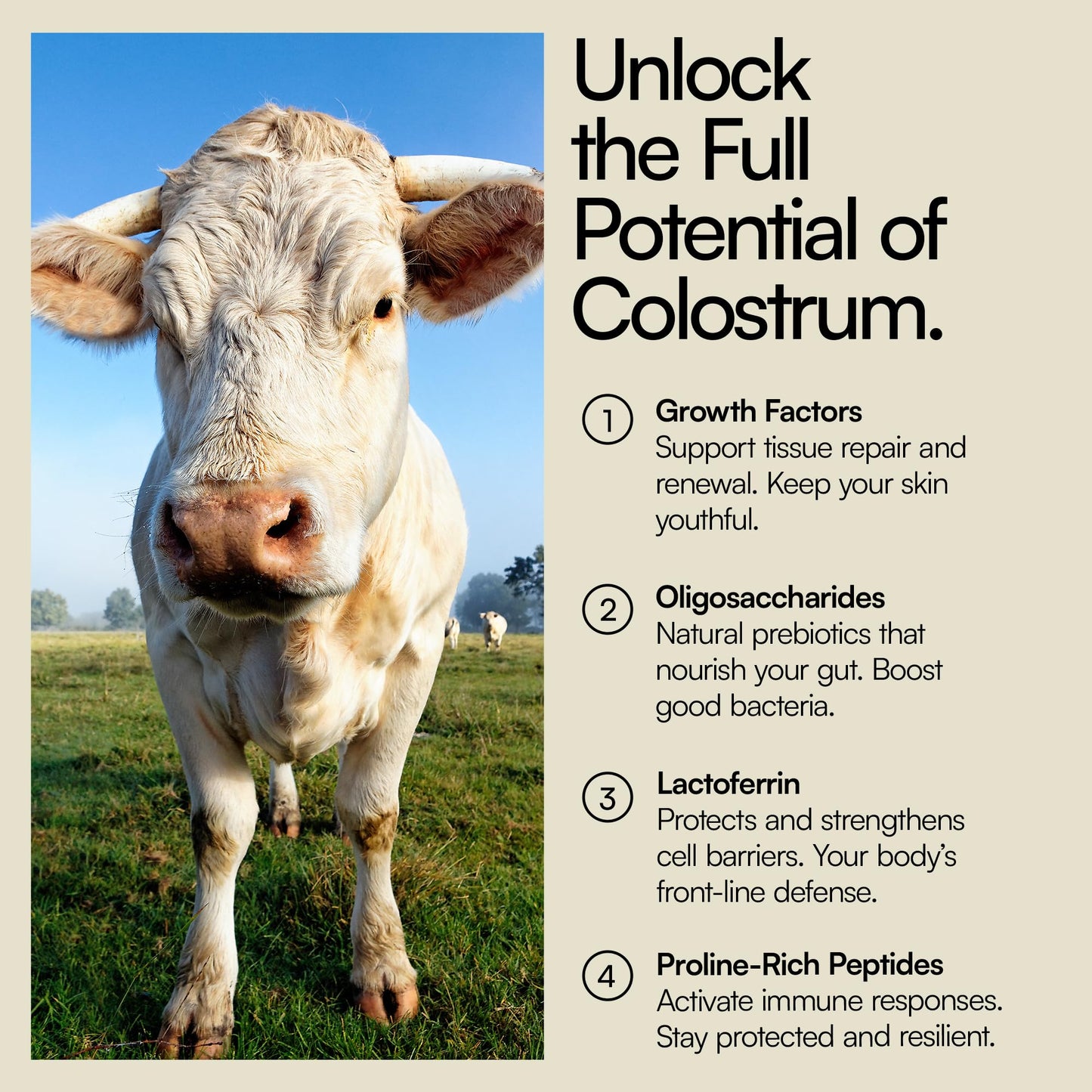 Heylo Premium Colostrum Powder – 100% Pure, Grass-Fed Bovine 40% IgG Supplement, Natural Gut Health Bloating Immunity Skin & Hair, Muscle Recovery, Rich in Immunoglobulins, 60 Servings Heylo HealthBuy Supplements Australia