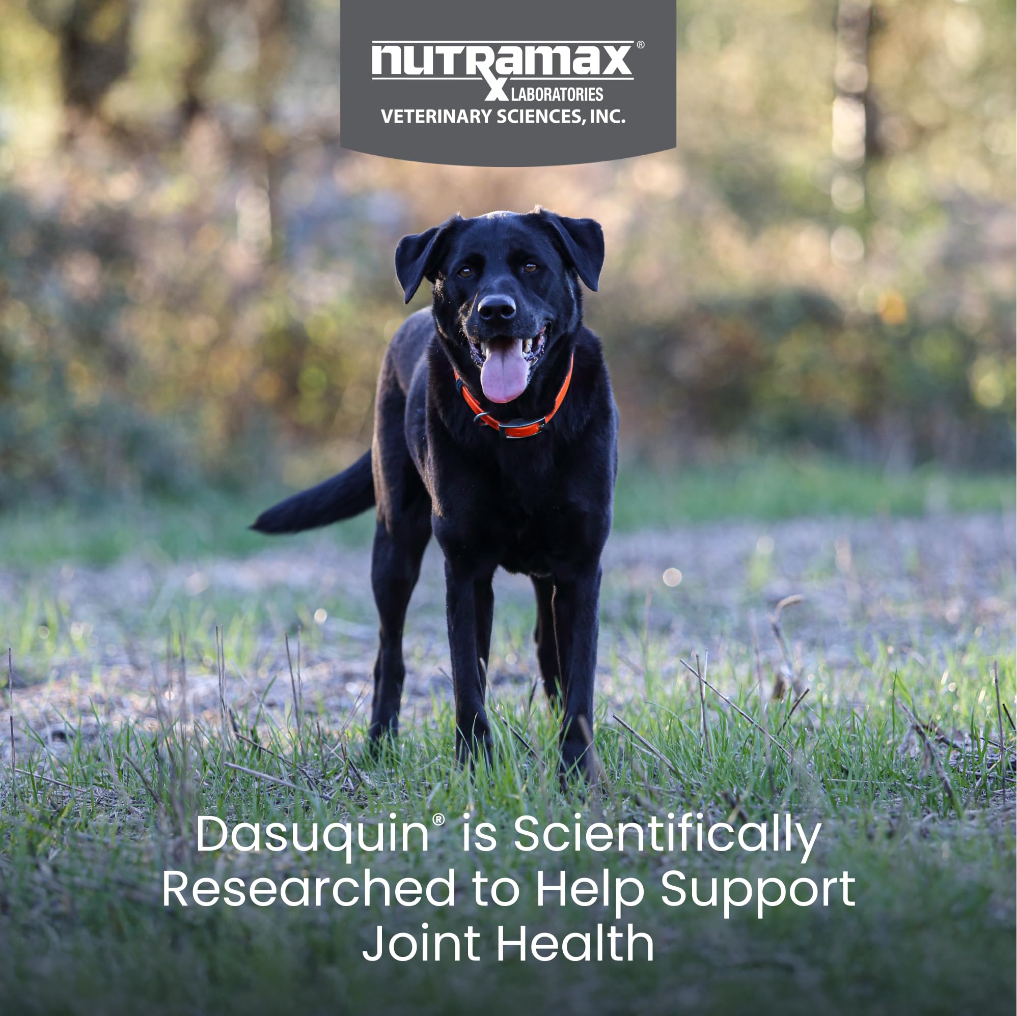Nutramax Dasuquin for Large Dogs, Joint Health Supplement, Contains Glucosamine for Dogs, Plus Chondroitin, ASU and More, Supports Healthy Joints, Soft Chews, 150 Count Nutramax LaboratoriesBuy Supplements Australia