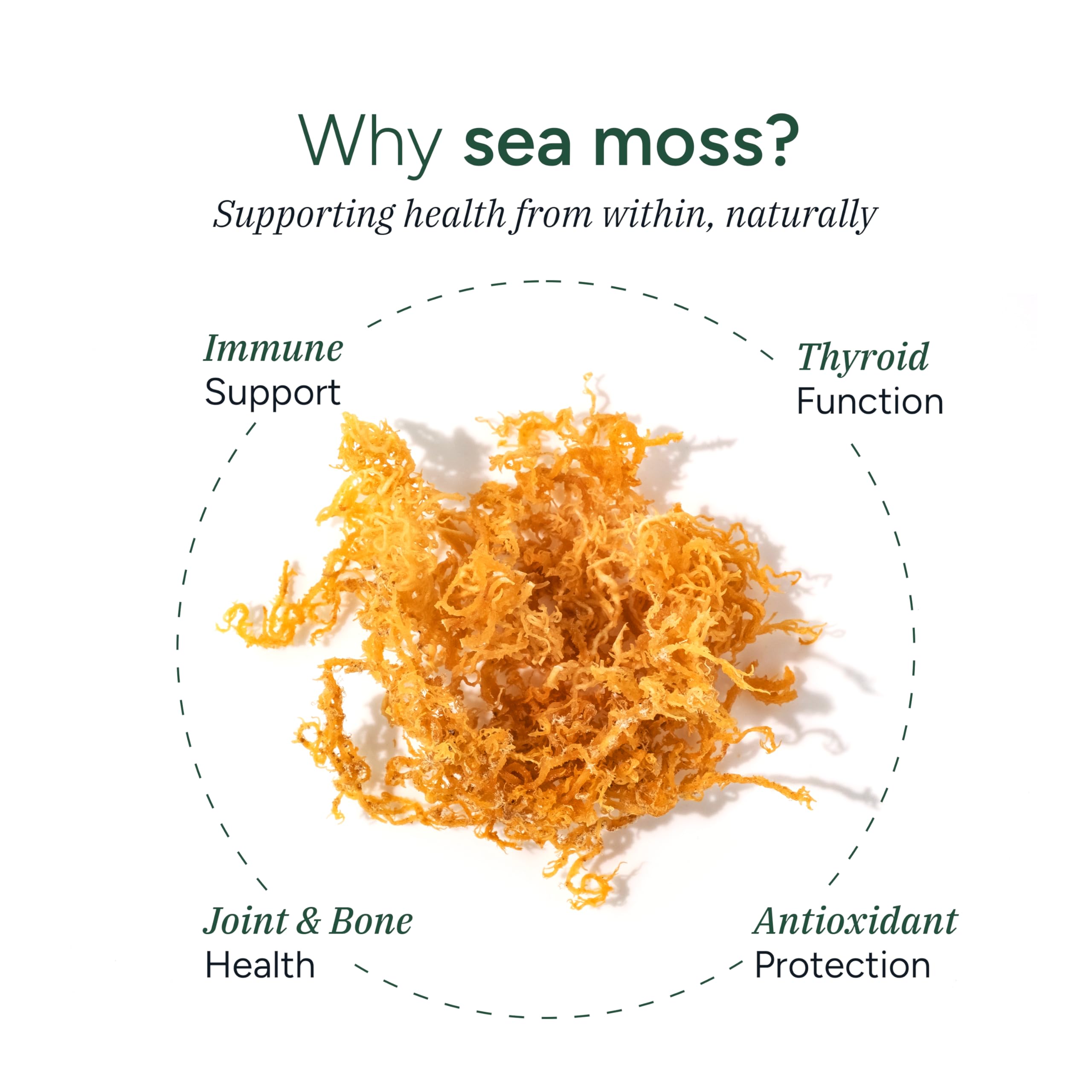 ROOT LABS Sea Moss Gummies I 92+ Minerals I Black Seed Oil I KSM 66 Ashwagandha I Lab Tested I No Added Sugar | for Men, Women I Non-GMO I 100% Natural & Organic I 1600 mg I 120 Gummy ROOT LABSBuy Supplements Australia