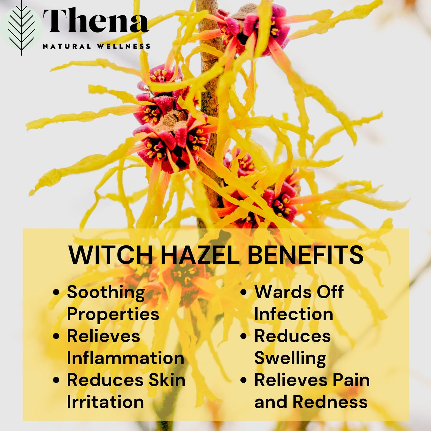 Intense Hemorrhoid Treatment Natural Hemorrhoid Relief Cream, Max Strength Herbal Anal Fissure Relief Ointment with Organic Witch Hazel for Postpartum Piles, Best with Thena Sitz Bath Soak Women Men THENA Natural WellnessBuy Supplements Australia