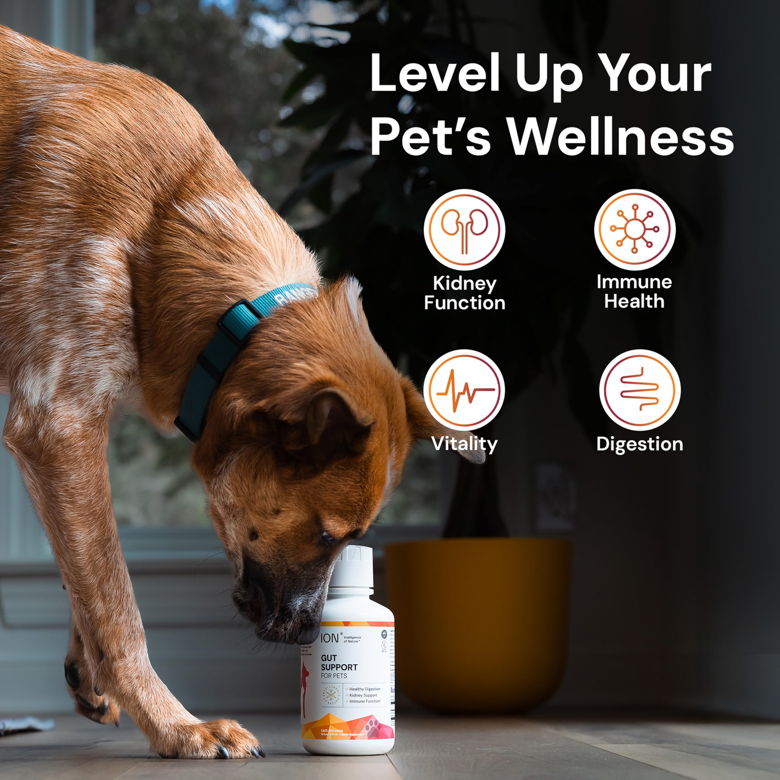 ION* Intelligence of Nature Gut Support For Pets - Liquid Probiotics Drops Alternative for Dogs & Cats, Digestive Health for Puppies, Skin & Hair Health - 16 fl oz (Pack of 1)